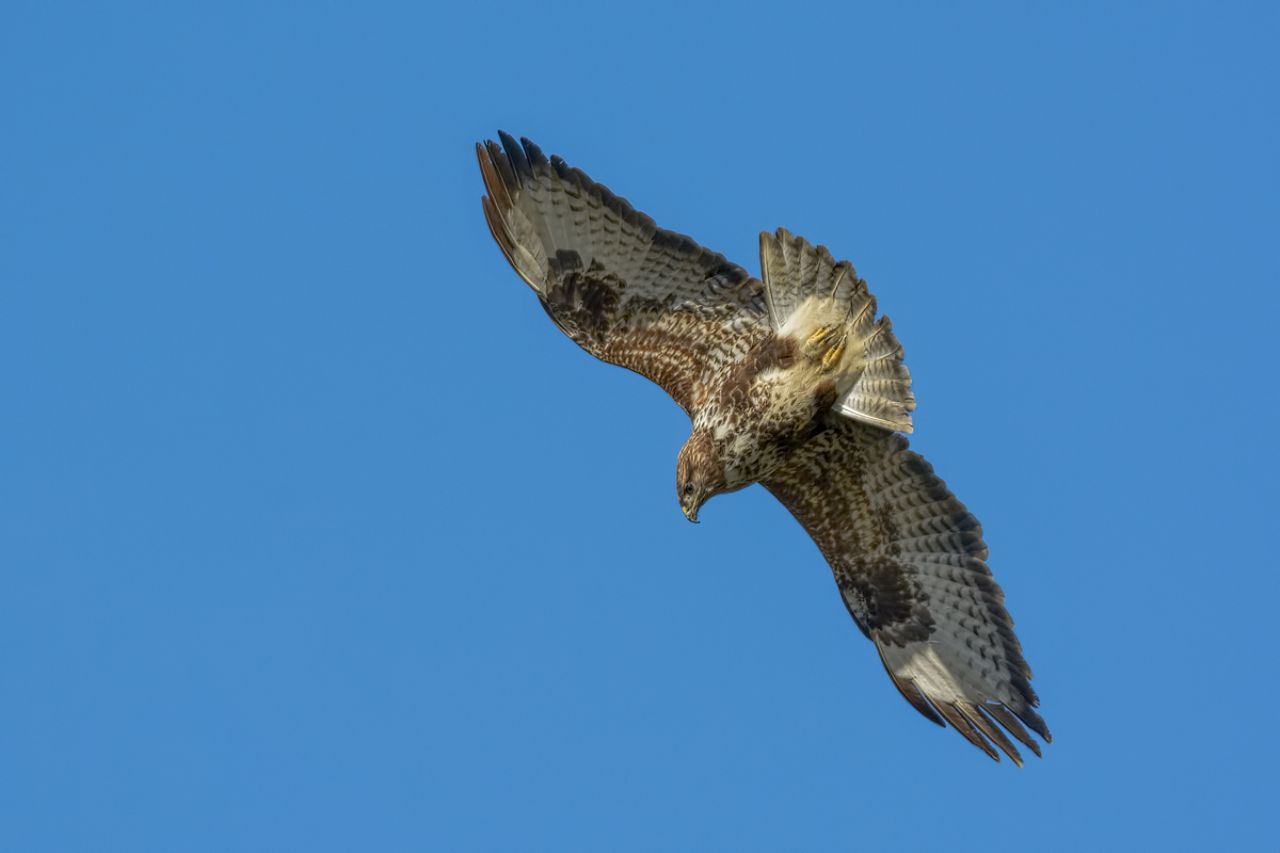 Poiana (Buteo buteo)